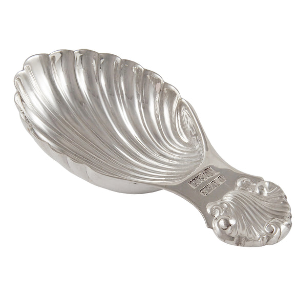 A modern, silver, shell shaped caddy spoon